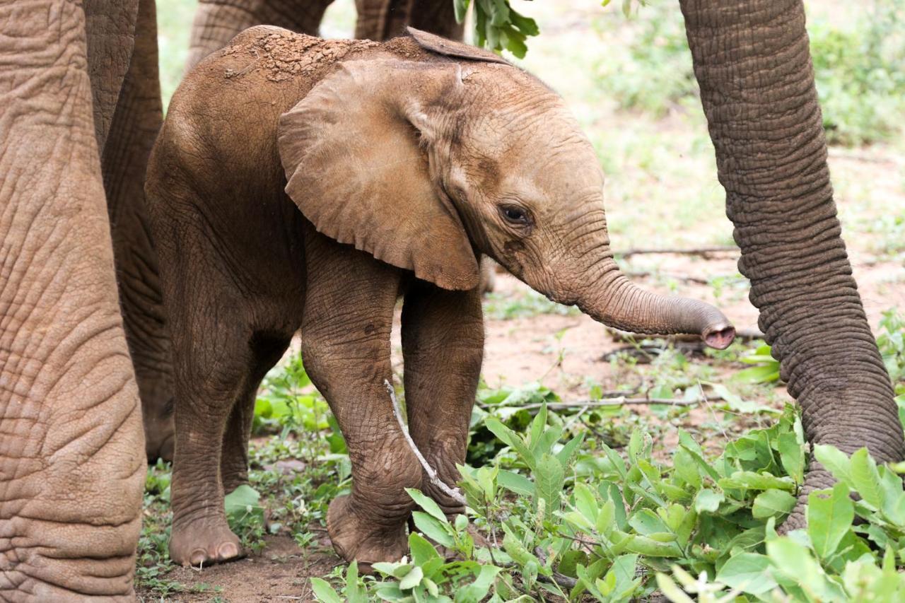 Kuname Lodge Karongwe Game Reserve Bagian luar foto