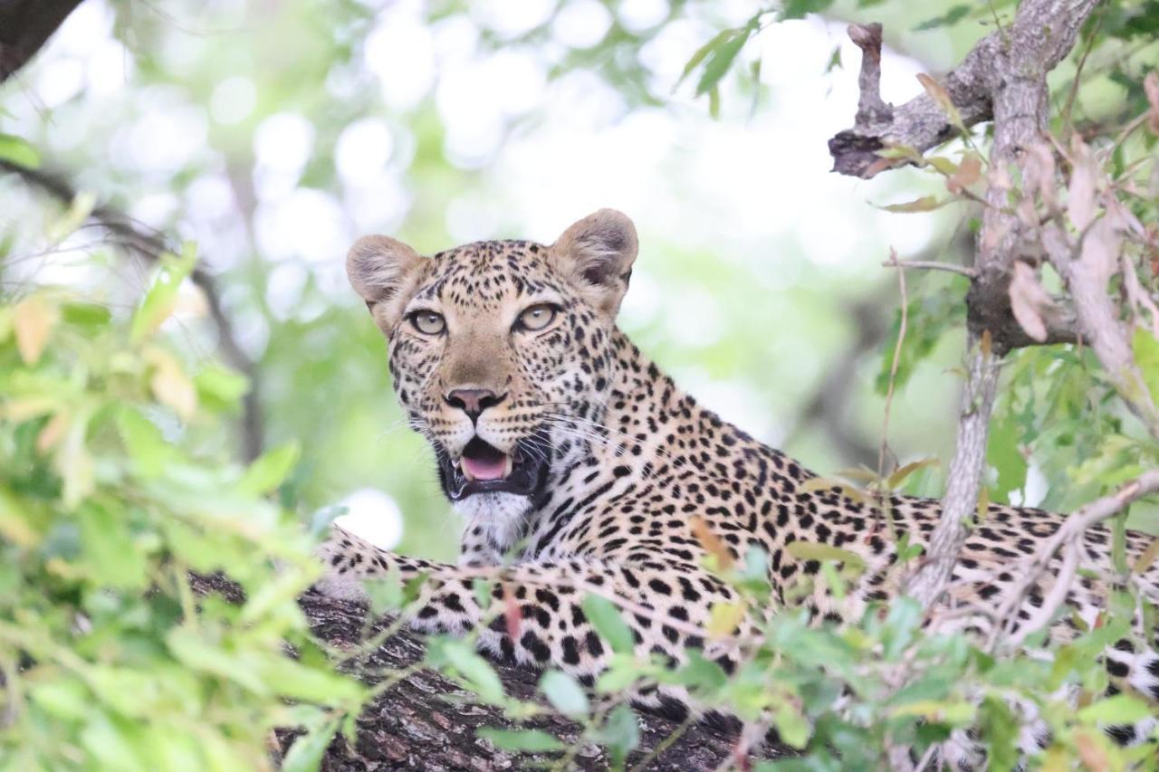 Kuname Lodge Karongwe Game Reserve Bagian luar foto
