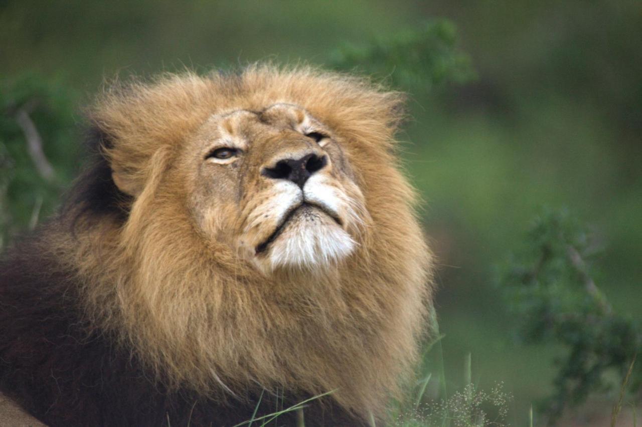 Kuname Lodge Karongwe Game Reserve Bagian luar foto