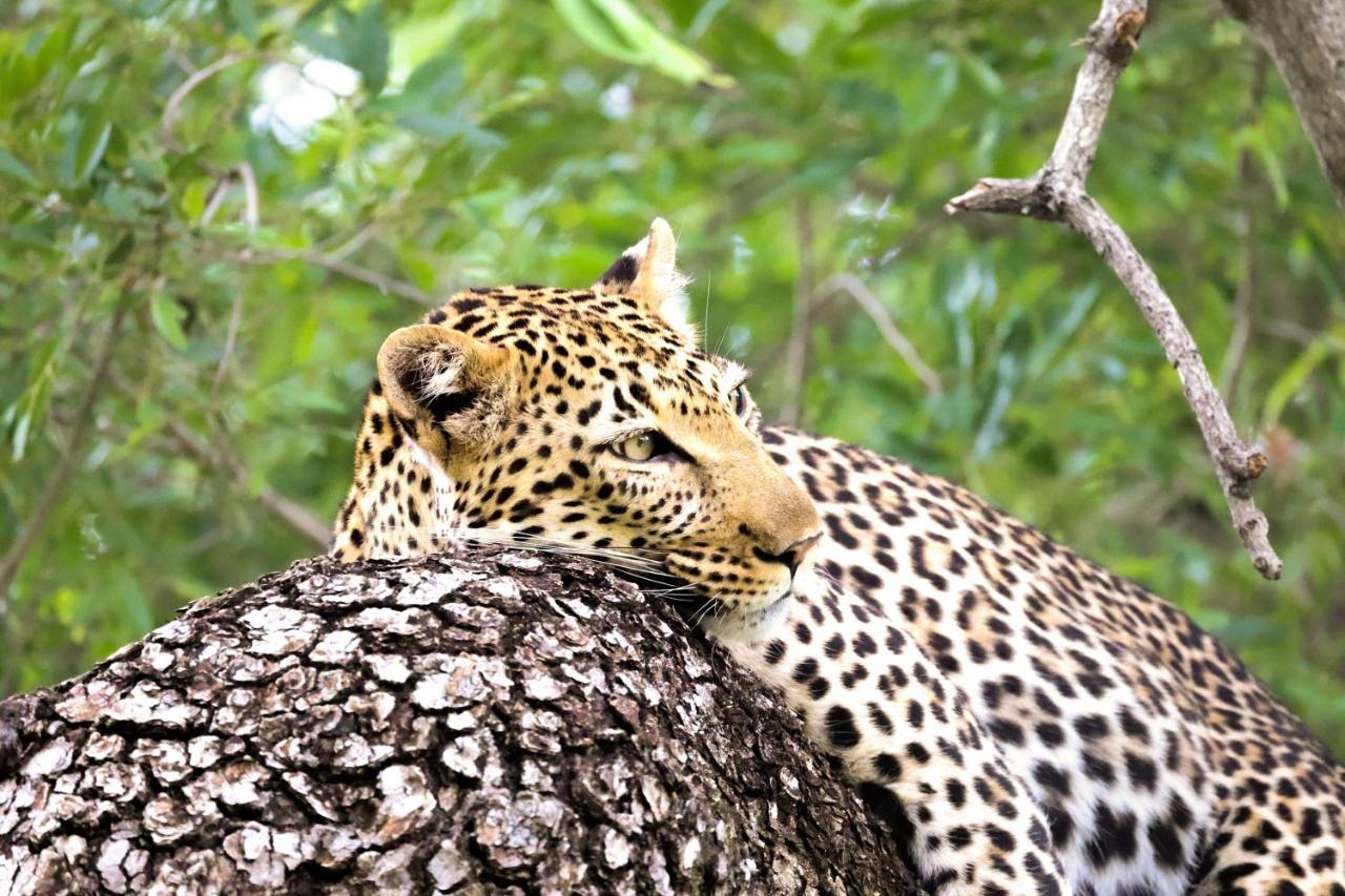 Kuname Lodge Karongwe Game Reserve Bagian luar foto