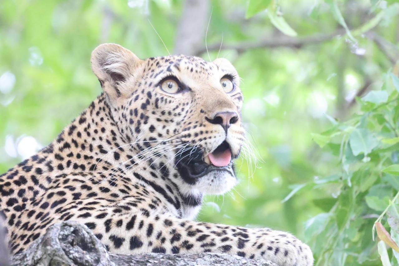 Kuname Lodge Karongwe Game Reserve Bagian luar foto