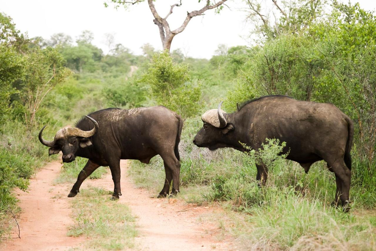 Kuname Lodge Karongwe Game Reserve Bagian luar foto