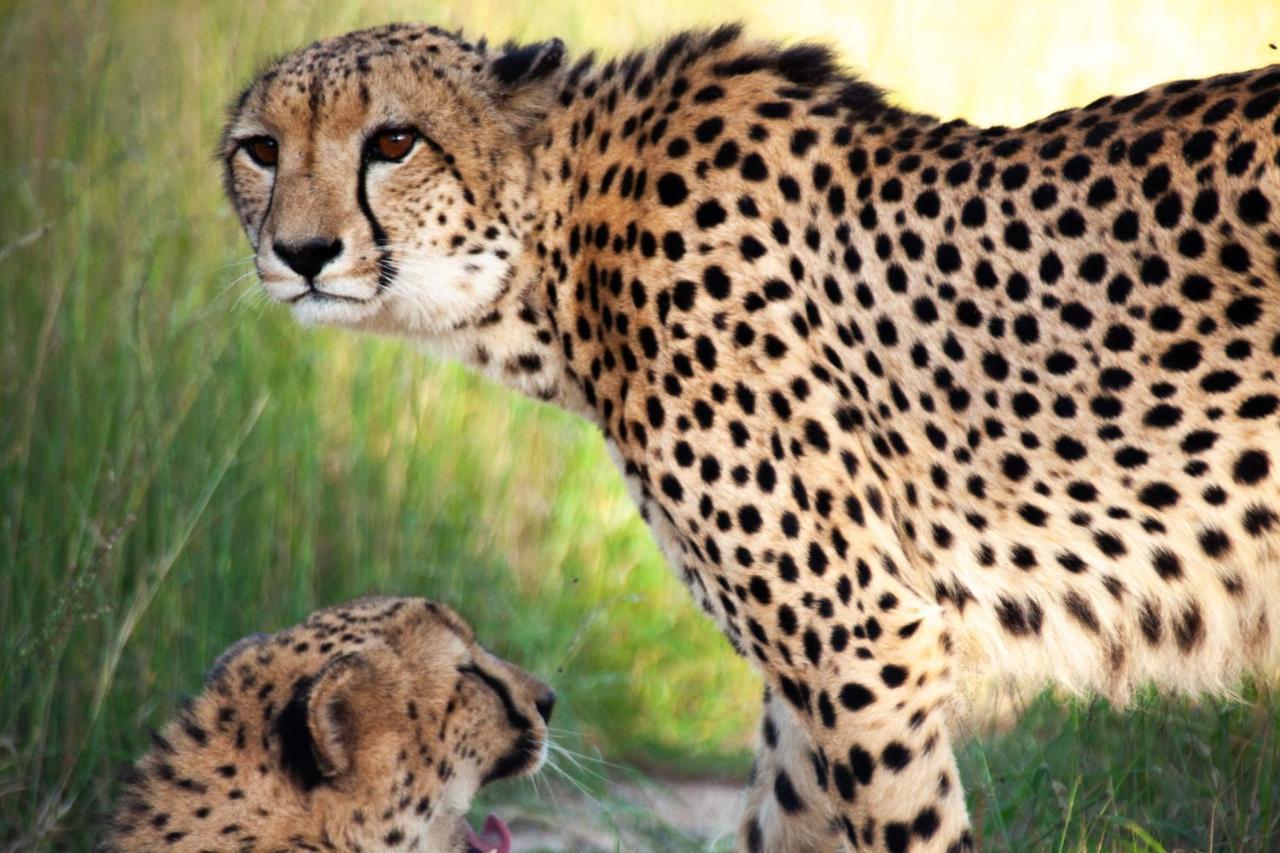 Kuname Lodge Karongwe Game Reserve Bagian luar foto
