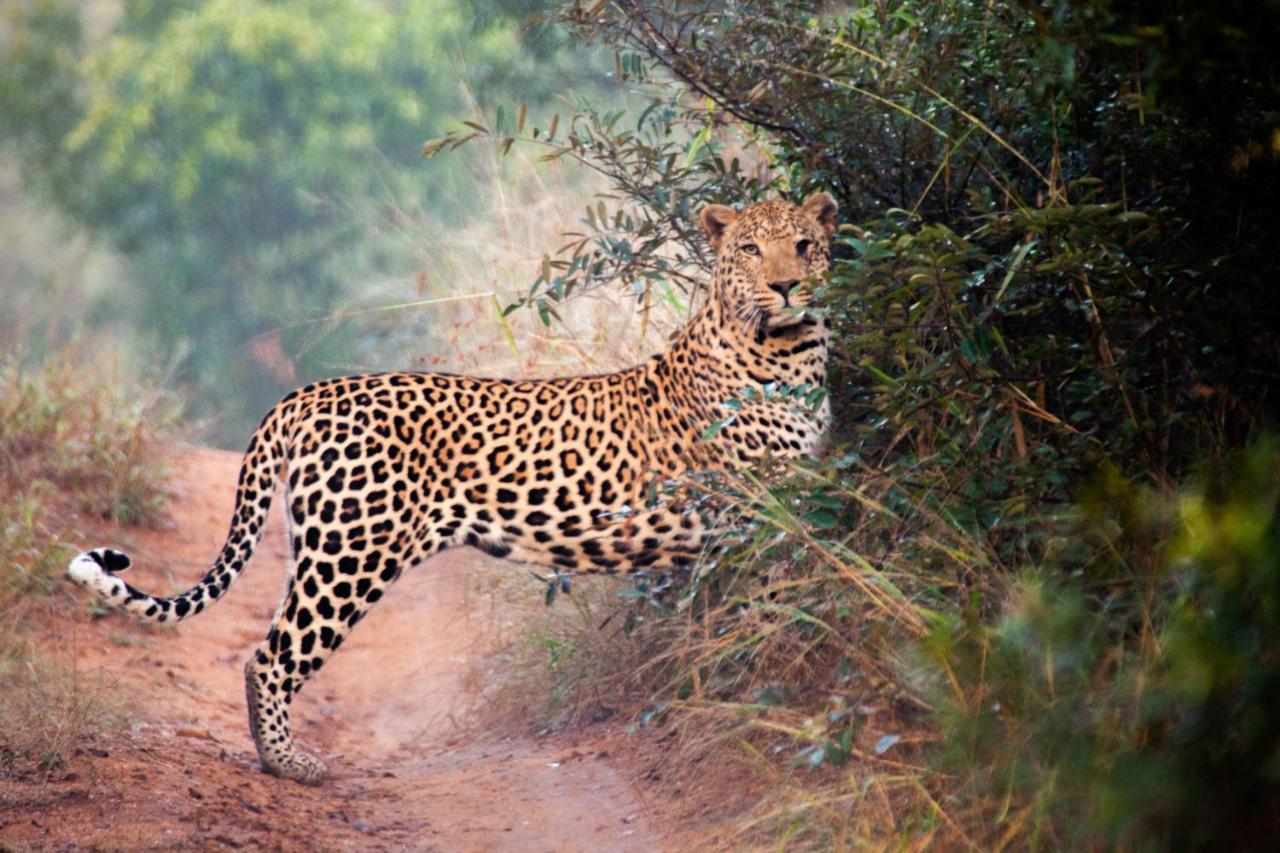 Kuname Lodge Karongwe Game Reserve Bagian luar foto