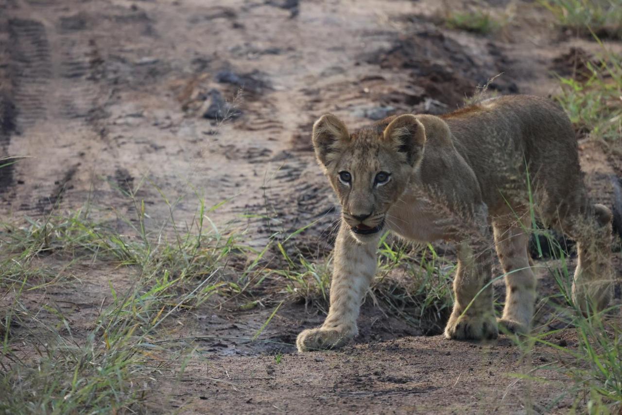Kuname Lodge Karongwe Game Reserve Bagian luar foto
