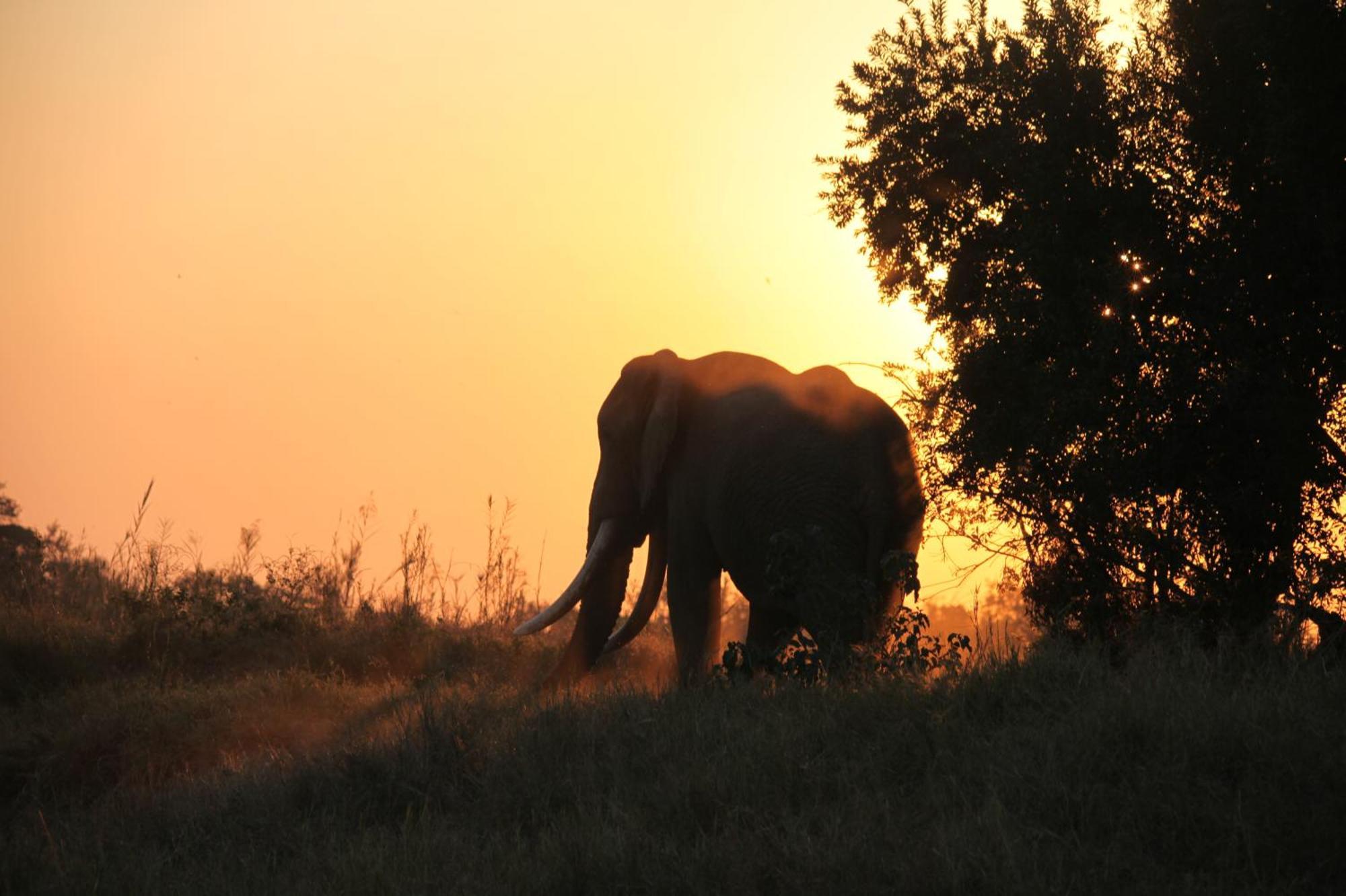 Kuname Lodge Karongwe Game Reserve Bagian luar foto