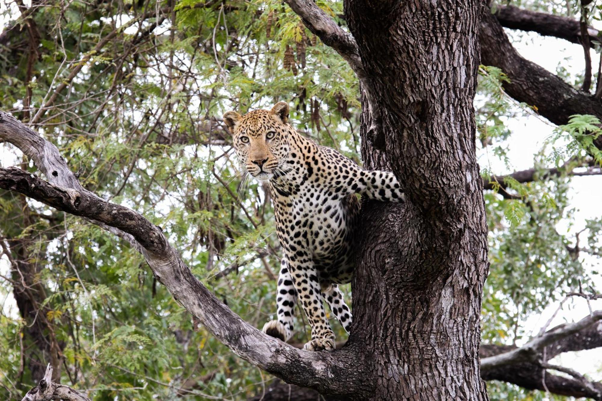 Kuname Lodge Karongwe Game Reserve Bagian luar foto