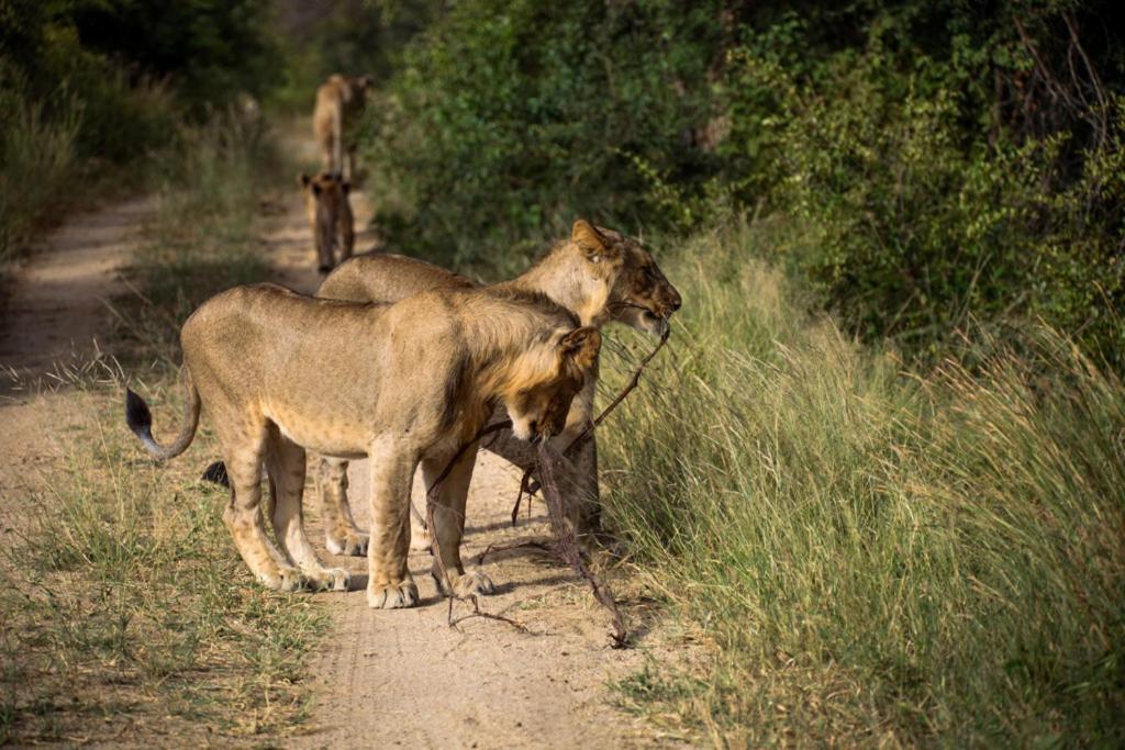 Kuname Lodge Karongwe Game Reserve Bagian luar foto